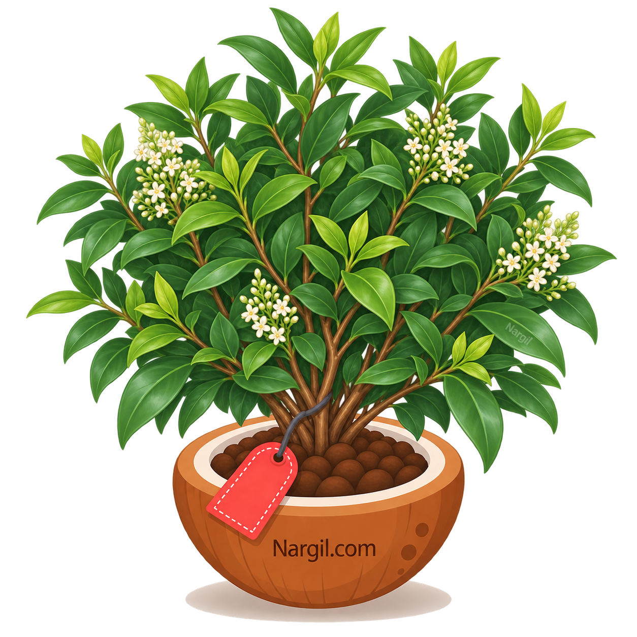 Nargil_Ligustrum vulgare